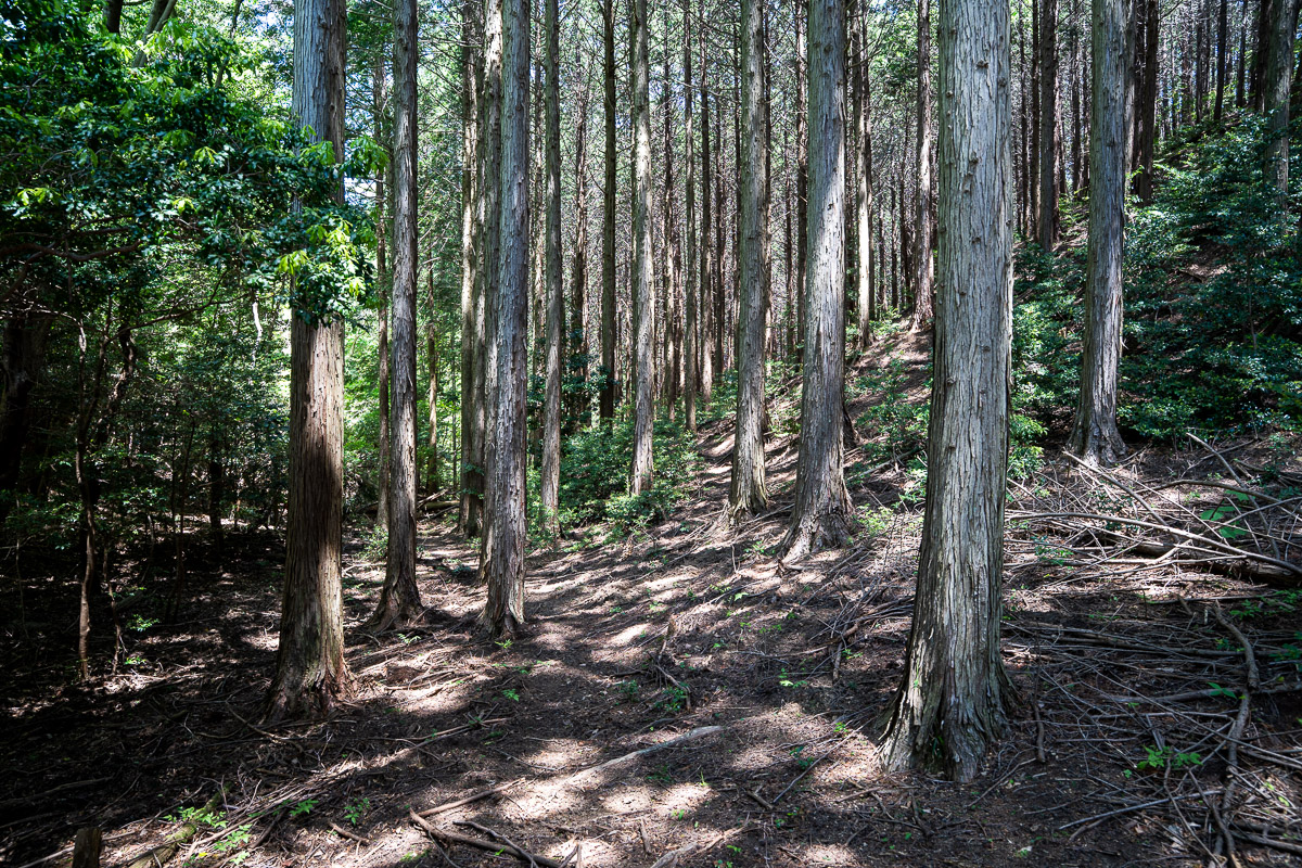 谷山谷ルートで出会える深く静かな自然の風景