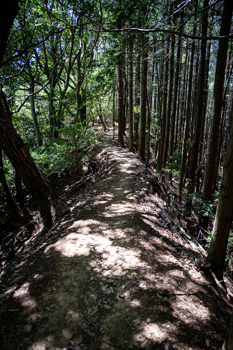 サクサク下っていく谷山谷ルートの下山路