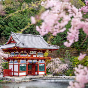 紅葉だけじゃない。勝尾寺の「遅咲き桜」とダルマを巡るお花見さんぽ